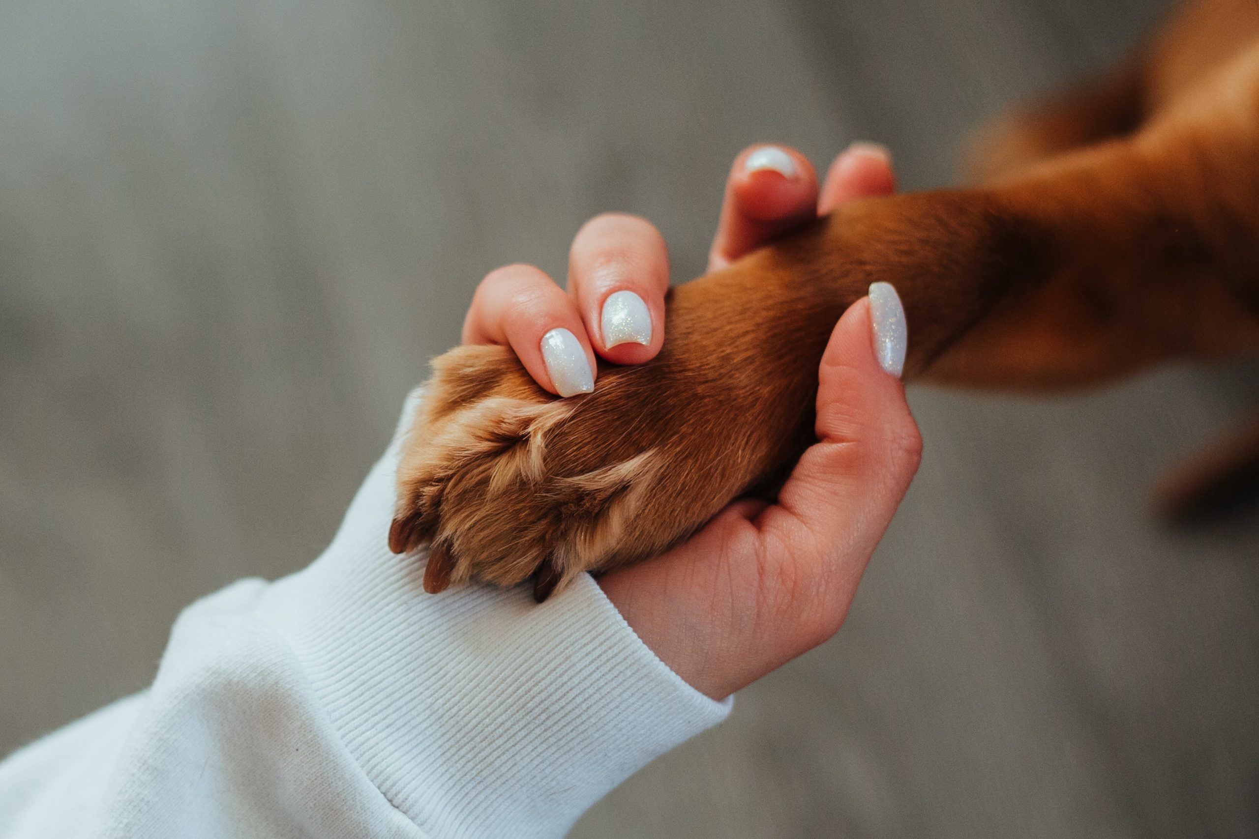 A person's hand gently holding a dog's paw. The person is wearing a white long-sleeve garment, and their nails are painted with a glittery light blue polish. The dog's fur is light brown, and the background is blurred with neutral tones.